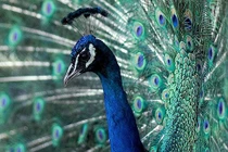 Thú cưng của các trùm ma túy