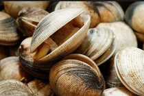 Kỳ thú khám phá sò chén, đặc sản Cam Ranh