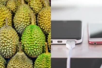 Phát hiện mới: Sầu riêng có thể giúp sạc điện thoại với tốc độ cực nhanh