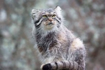 Những loài mèo hoang dã quý hiếm ít ai biết đến