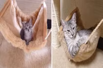 Ngạc nhiên với loạt ảnh trước và sau khi mèo trưởng thành