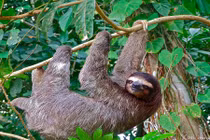 Sự thật bất ngờ về loài lười 