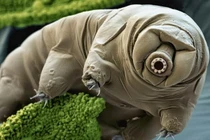 Loài vật “bất tử” sống ở nơi cả trăm độ C nhưng... không chết