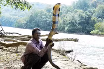 Kỳ lạ người đàn ông coi rắn như con