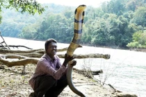 Kỳ lạ người đàn ông coi rắn như con