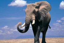 Những khám phá cực hay ho về loài voi khổng lồ