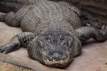 Cuộc đời kỳ lạ của cá sấu Saturn từng được Hitler "sủng ái"