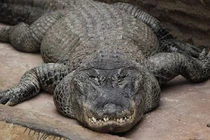 Cuộc đời kỳ lạ của cá sấu Saturn từng được Hitler "sủng ái"