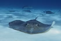 Sự thật kinh ngạc về loài cá đuối gai độc 