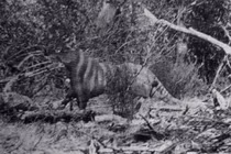 Những sinh vật thời tiền sử bí ẩn vẫn còn trông thấy