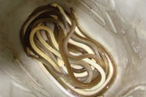 Điều kỳ thú ở loài cá nhìn như rắn, có ở Việt Nam