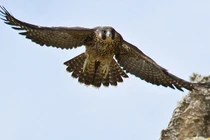 Top 10 loài vật có tốc độ sánh ngang... siêu xe 