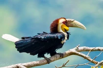 Độc đáo loài niệc mỏ vằn cực quý hiếm, tuyệt đẹp của VN