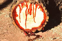 Kỳ lạ những loài cây chảy máu như động vật 