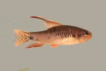 Tận mục hai loài cá mới được phát hiện ở Brazil: Kiệt tác vô giá? 