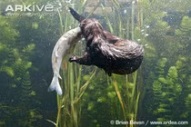 Chiêu săn mồi cao thủ của chồn nước