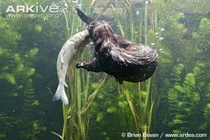 Chiêu săn mồi cao thủ của chồn nước