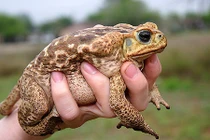 Điều bất ngờ ít ai biết về loài cóc mía cực độc