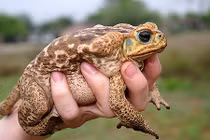 Điều bất ngờ ít ai biết về loài cóc mía cực độc