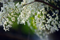 Khám phá ít người biết về cây sưa “vừa hiếm vừa đắt”