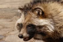 Những loài động vật vừa lạ vừa hiếm vùng Viễn đông Nga 