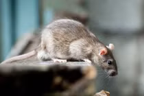 Những thành phố chuột đông hơn... dân