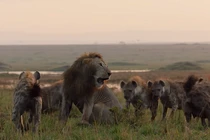 Chúa sơn lâm kịch chiến đàn linh cẩu khát máu và cái kết bất ngờ