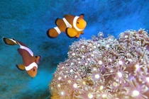 CEO Quảng không quá “nổ” khi nói về khả năng chụp ảnh của Bphone