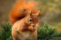 Những sự thật thú vị về loài sóc đáng yêu