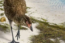 Tổ tiên của gà, vịt sống cùng thời khủng long