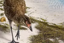 Tổ tiên của gà, vịt sống cùng thời khủng long