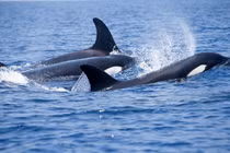 Cuộc chiến gay cấn giữa cá nhà táng và đàn cá voi sát thủ