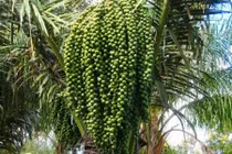 Điều ít ai biết về cây tà vạt đặc biệt của người Cơ Tu