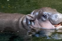 "Cute" lạc lối chú hà mã nấm lùn vừa chào đời tại vườn thú Sydney 