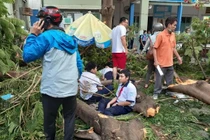 Phượng bật gốc đè chết học sinh: "Mổ xẻ" lý do cây đổ