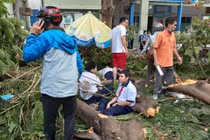Phượng bật gốc đè chết học sinh: "Mổ xẻ" lý do cây đổ