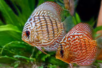 Điều bất ngờ về “ngũ sắc thần tiên” ưa chuộng ở VN