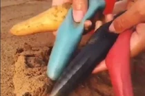 Xuất hiện loài cá kỳ dị giống giun gây hoang mang 