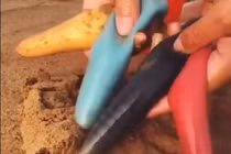 Xuất hiện loài cá kỳ dị giống giun gây hoang mang 