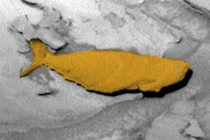 Sửng sốt tranh cãi phát hiện cá sống trên sao Hỏa