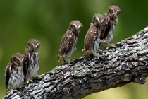 Những hình ảnh ngộ nghĩnh "vô đối" về loài cú mèo (1)