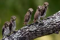 Những hình ảnh ngộ nghĩnh "vô đối" về loài cú mèo (1)