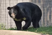 Điều ít biết về loài gấu ngựa hung hăng nhưng dễ tổn thương