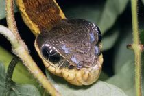 Xem loài sâu đội lốt rắn đáng sợ