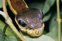 Xem loài sâu đội lốt rắn đáng sợ