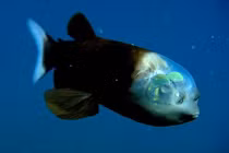 "Soi" loài cá mắt thùng, mắt xoay ngược, đầu trong suốt cực dị 