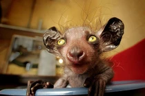 Dựng tóc gáy khi bắt gặp những loài vật có khuôn mặt như “ác quỷ”