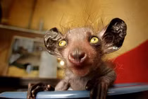 Dựng tóc gáy khi bắt gặp những loài vật có khuôn mặt như “ác quỷ”