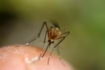 Sự thật sốc về loài muỗi đáng ghét chuyên hút máu người