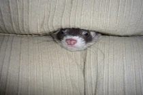 Chết cười xem thú cưng mắc kẹt cứng ngắc vì sofa 